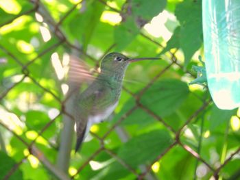 Close-up of bird perching on leaf