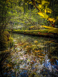 Plants growing by river in forest