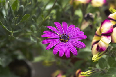 Close-up of pink flower