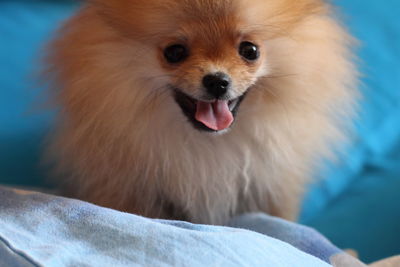 Close-up portrait of pomeranian puppy