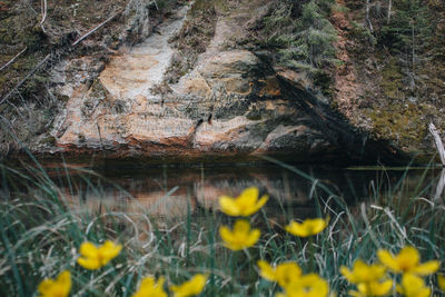 Yellow flowers on rock by lake