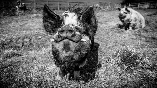 Close-up portrait of a pig