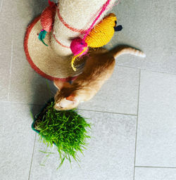 High angle view of stuffed toy