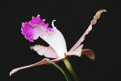 Close-up of pink flowers