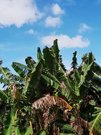 Low angle view of banana plant growing on field against sky