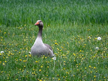 View of a bird on field