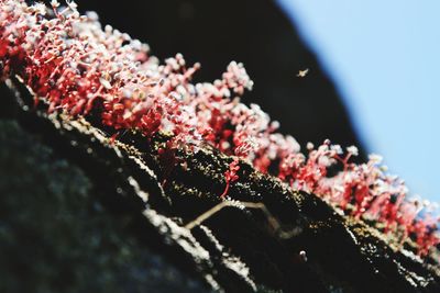 Close-up of pink flowering plant during winter