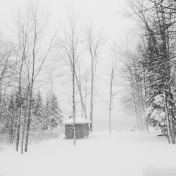 Bare trees on snow covered landscape