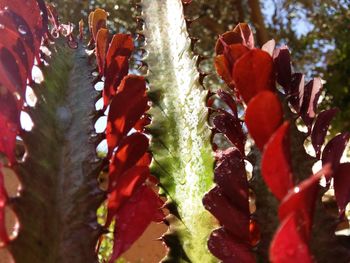 Close-up of plant with water drops