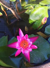 Close-up of pink flower blooming in water
