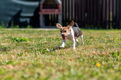 Portrait of dog running on field