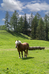Horse standing on field
