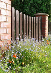 View of flowering plants on field