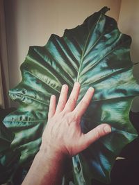 Close-up of hand touching leaf