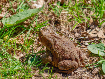 Close-up of frog on field