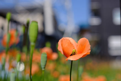 Close-up of orange poppy flower on field