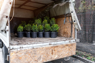 Potted plants on abandoned building