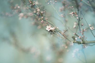 Low angle view of flowering plant