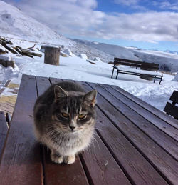 Portrait of cat on snow covered mountain