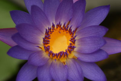 Close-up of yellow flower blooming outdoors