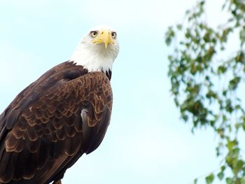 Low angle view of eagle perching on branch