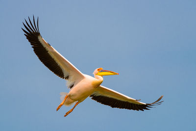 Low angle view of bird flying against clear sky