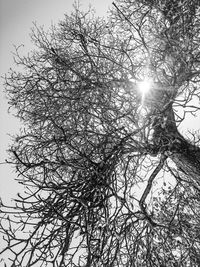 Low angle view of silhouette bare tree against sky