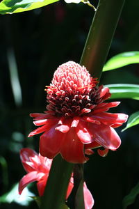 Close-up of pink flower