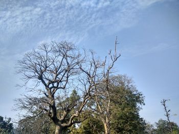 Low angle view of bare tree against sky