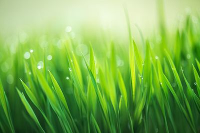 Close-up of raindrops on grass