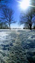 Bare trees on snow covered land