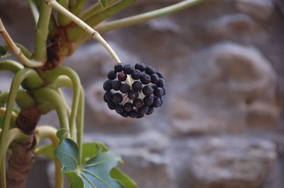 Close-up of fruits growing on plant