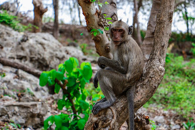 Close-up of monkey sitting on tree trunk in forest