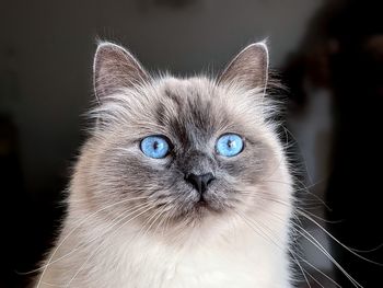 Close-up portrait of a cat