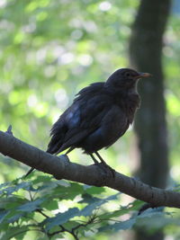 Close-up of bird perching on branch