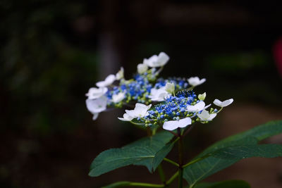 Close-up of purple flowering plant