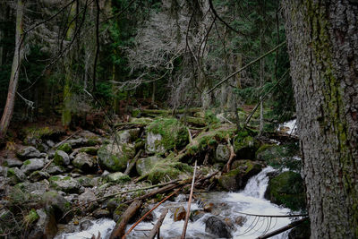 Scenic view of stream flowing through rocks in forest