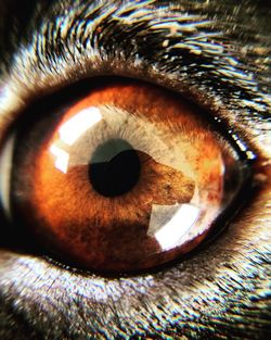 Extreme close-up shot of animal eye