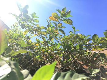 Low angle view of plant against sky on sunny day
