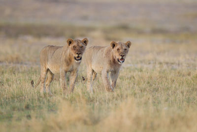 Lion in a field