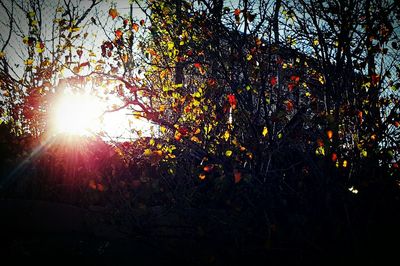 Low angle view of trees against sky at sunset