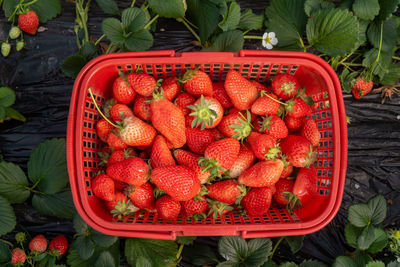 High angle view of fruits for sale in market