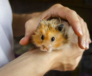 Close-up of hand holding ginger syrian hamster