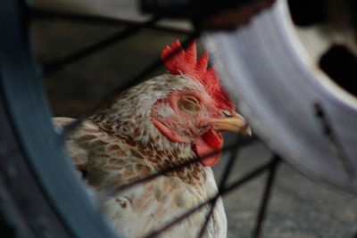 Close-up of a hen rooster