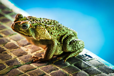 Close-up of lizard