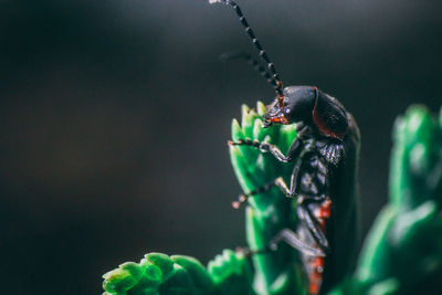 Close-up of insect on leaf