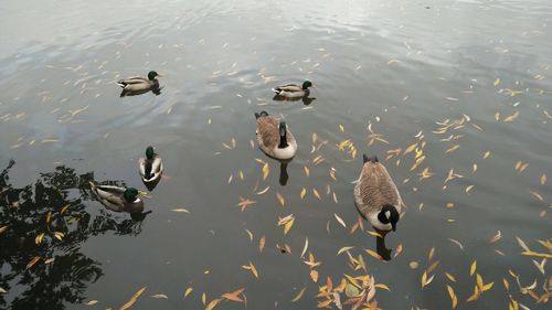 High angle view of ducks swimming in lake