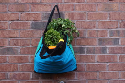 Plant against brick wall