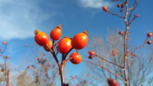 Close-up of fruits on twigs against sky during sunny day