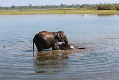 Elephants swimming in water